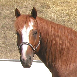Barrel Racing Stallion, Verily Sixes
