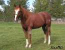 Verily Sixes Stallion 4 years old