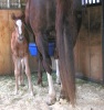 Bobbie Jo Filly