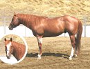 Verily Sixes, AQHA red roan stallion