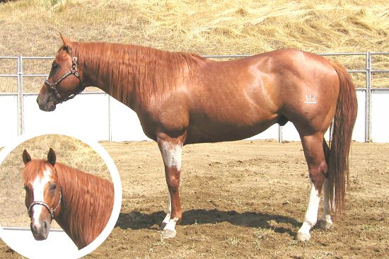 Verily Sixes AQHA Stallion, a red roan son of Packin Sixes, out of