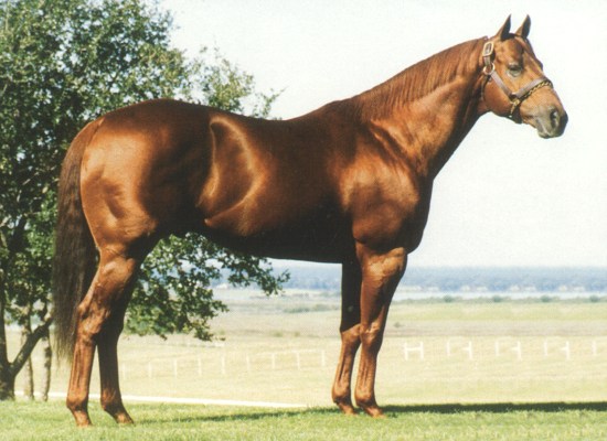 Sorrel Quarter Horse. Streakin Six, Quarter Horse