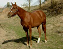 Fuzzy Magic yearling