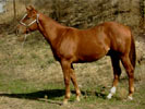 Fuzzy Magic yearling