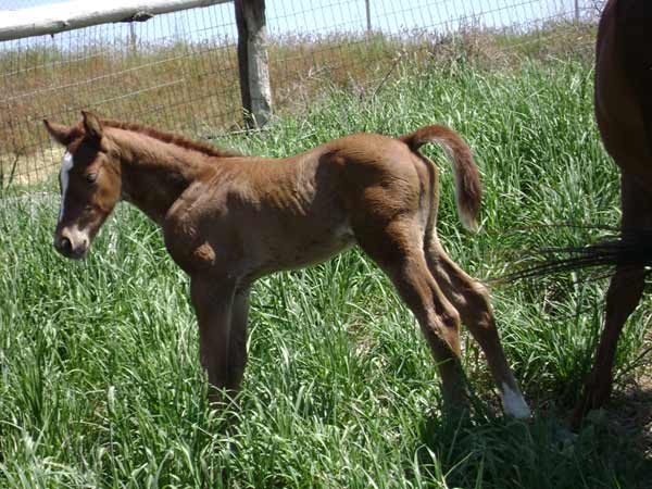 Trixies 2009 gelding
