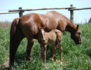 Trixies 2009 colt