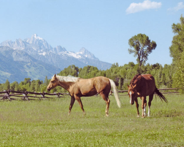 Tricky Image, Summer, 2007