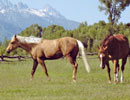 Tricky Image, 2004 palomino gelding