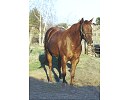 SS Reds On The Run Barrel Racing Broodmare