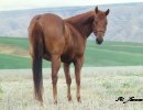 SS Reds On The Run Barrel Racing Broodmare