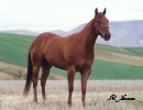 SS Reds On The Run Barrel Racing Broodmare