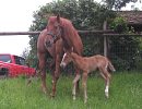2005 On The Money Red / Biankus  filly
