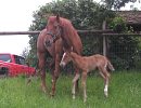 Sixey In Red, 2005 Red Roan filly