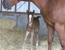 Sixey In Red, 2005 Red Roan filly
