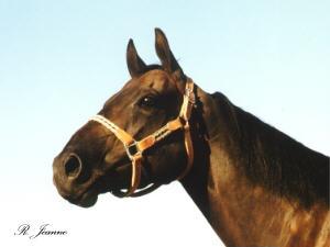 Twist Kokomos Jet Barrel Racing and Pole Bending Horse