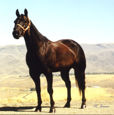 Twist Kokomos Jet Barrel Racing and Pole Bending Horse conformation photo