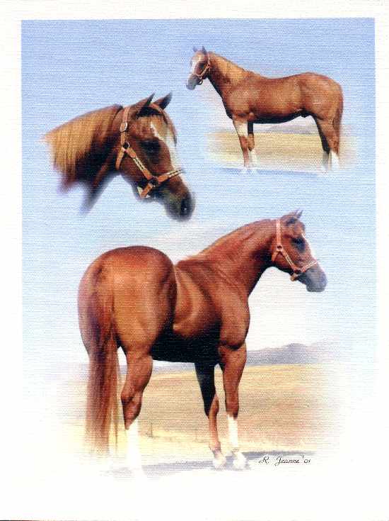 R.Jeanne Equine Photography, Verily Sixes Photo Gallery